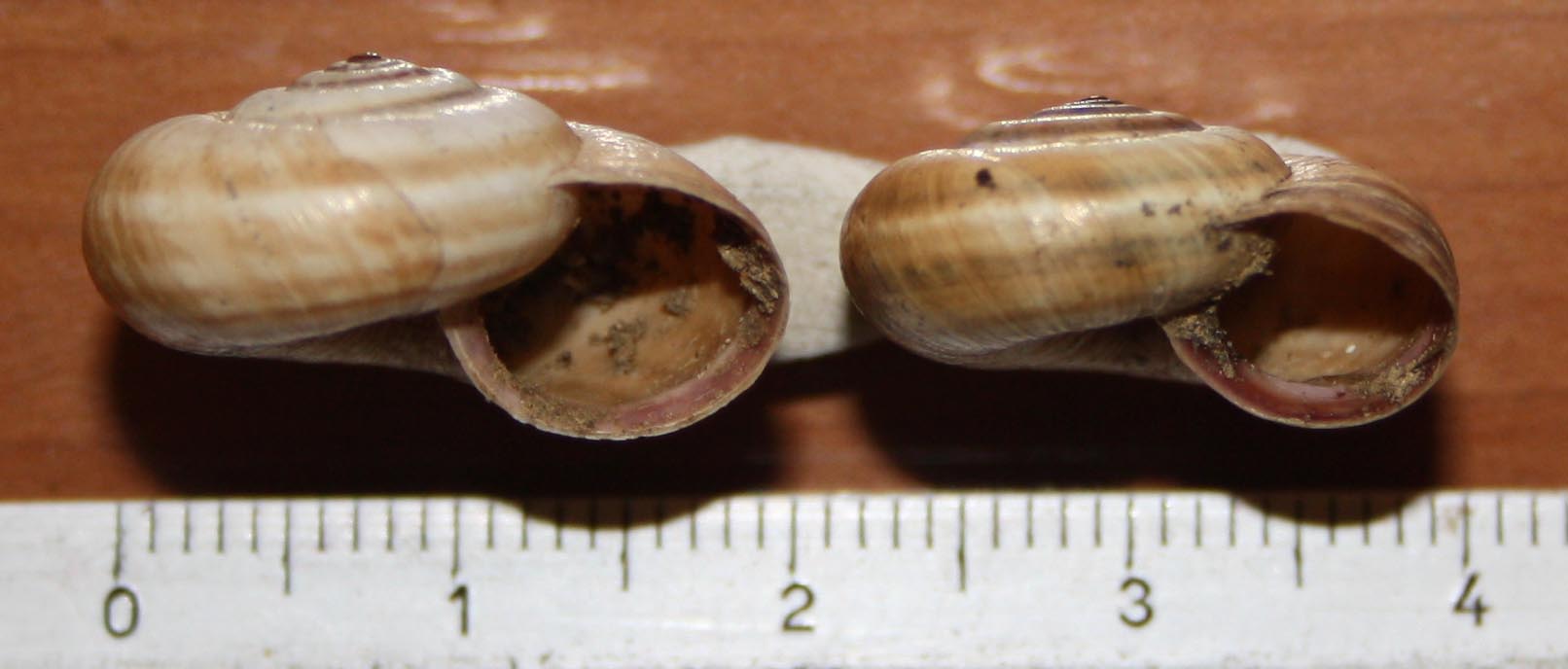 Cernuella virgata e neglecta?